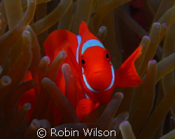 Spinecheek anemonefish,Wakatobi-Teluk Waitii by Robin Wilson 